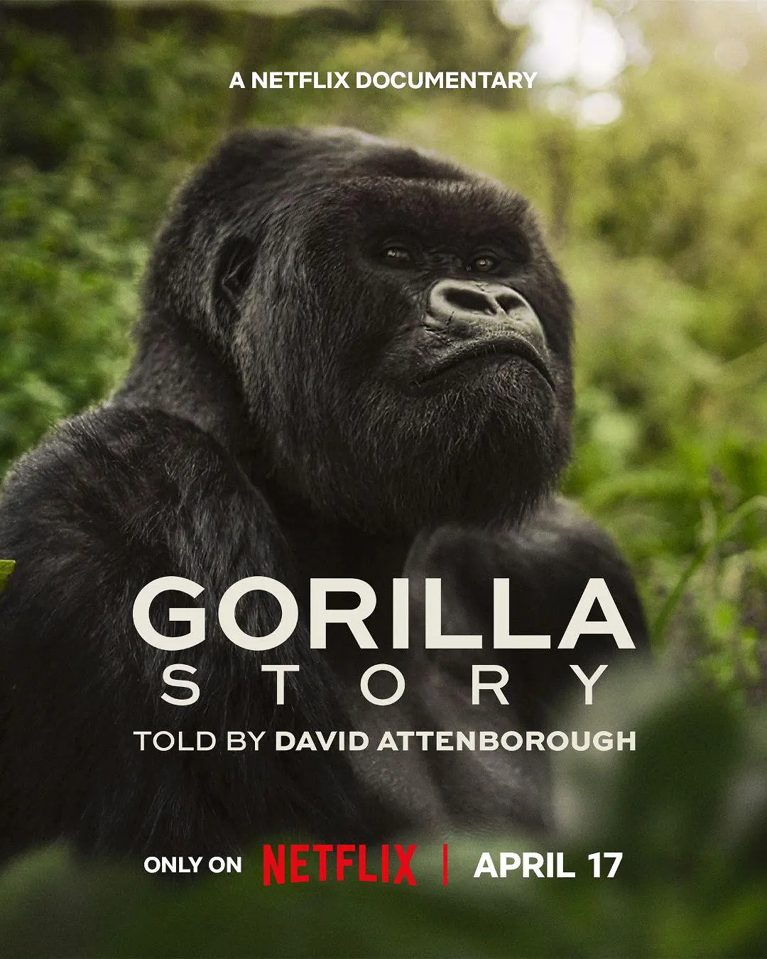 大卫·艾登堡:大猩猩的故事 A Gorilla Story: Told by David Attenborough