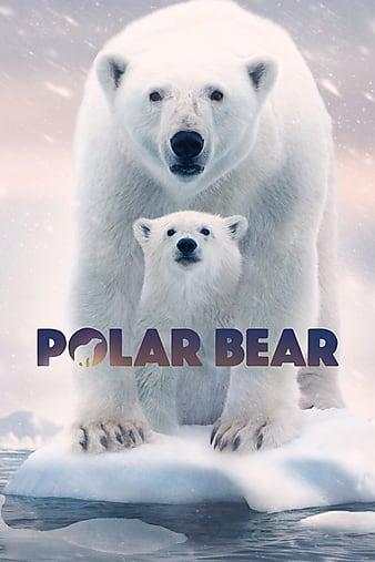 北极熊 Polar Bear