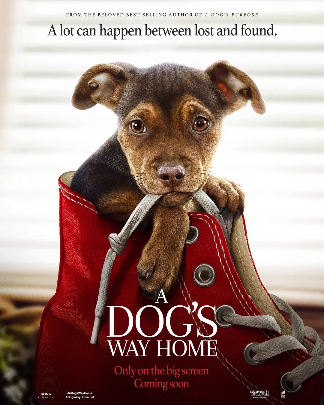 一条狗的回家路 A Dog's Way Home影片海报