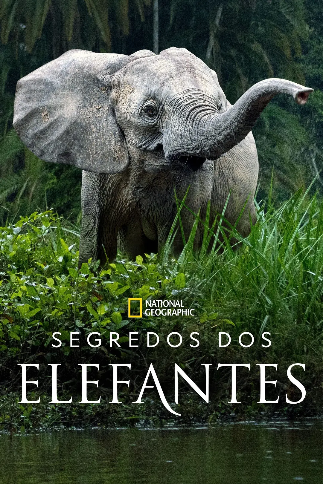 大象的秘密 第一季 Secrets of the Elephants Season 1影片海报